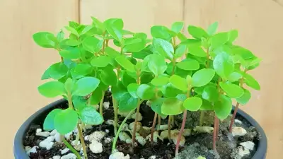 구아버-씨앗-파종-방법으로-발아한-구아버-싹