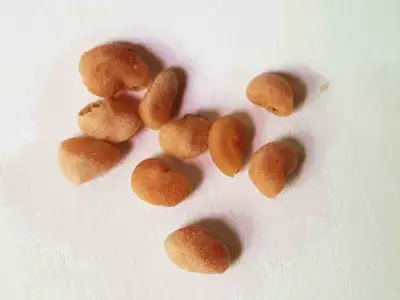 작고-미색을-띠며-모양이-다양한-구아버-씨앗