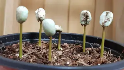 발아-후-콩나물처럼-자라는-커피-씨앗