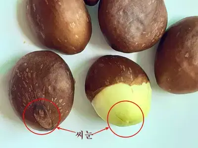 타원형-무늬의-비파-씨눈을-확인하고-비파-껍질-제거하기