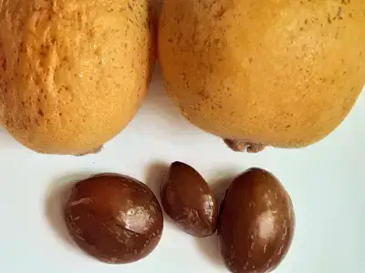 통통한-원형-모양에-갈색의-껍질을-가지고-있는-비파-씨앗